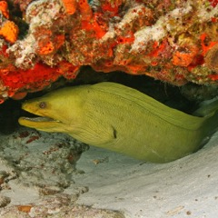 Green Moray Eel 